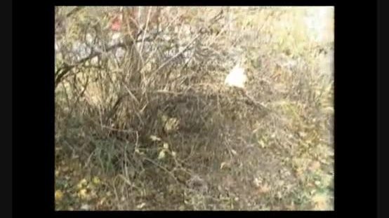 Real amateurs homemade public sex footage of scorpions outdoor blowjob and exhib